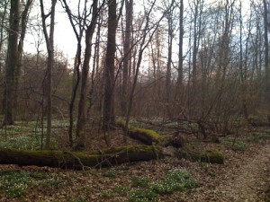 wald_offenbach