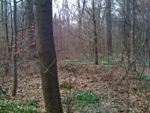 wald_offenbach2