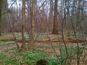 wald_offenbach3