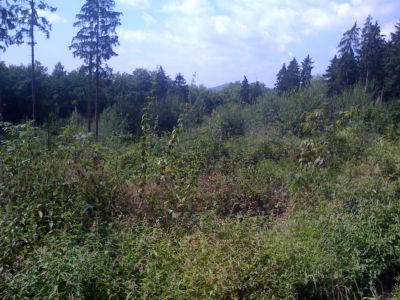 Ein Stück Taunus-Wald